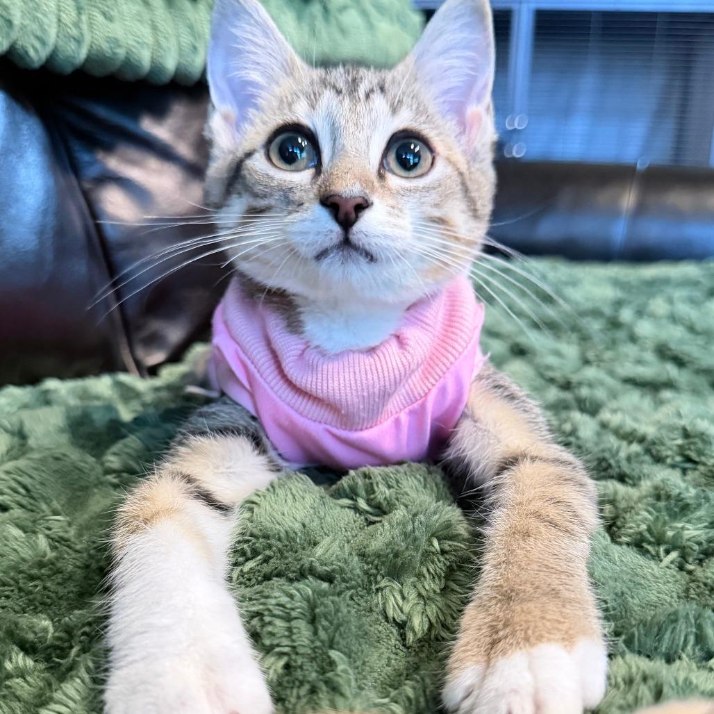 Tiger Baby