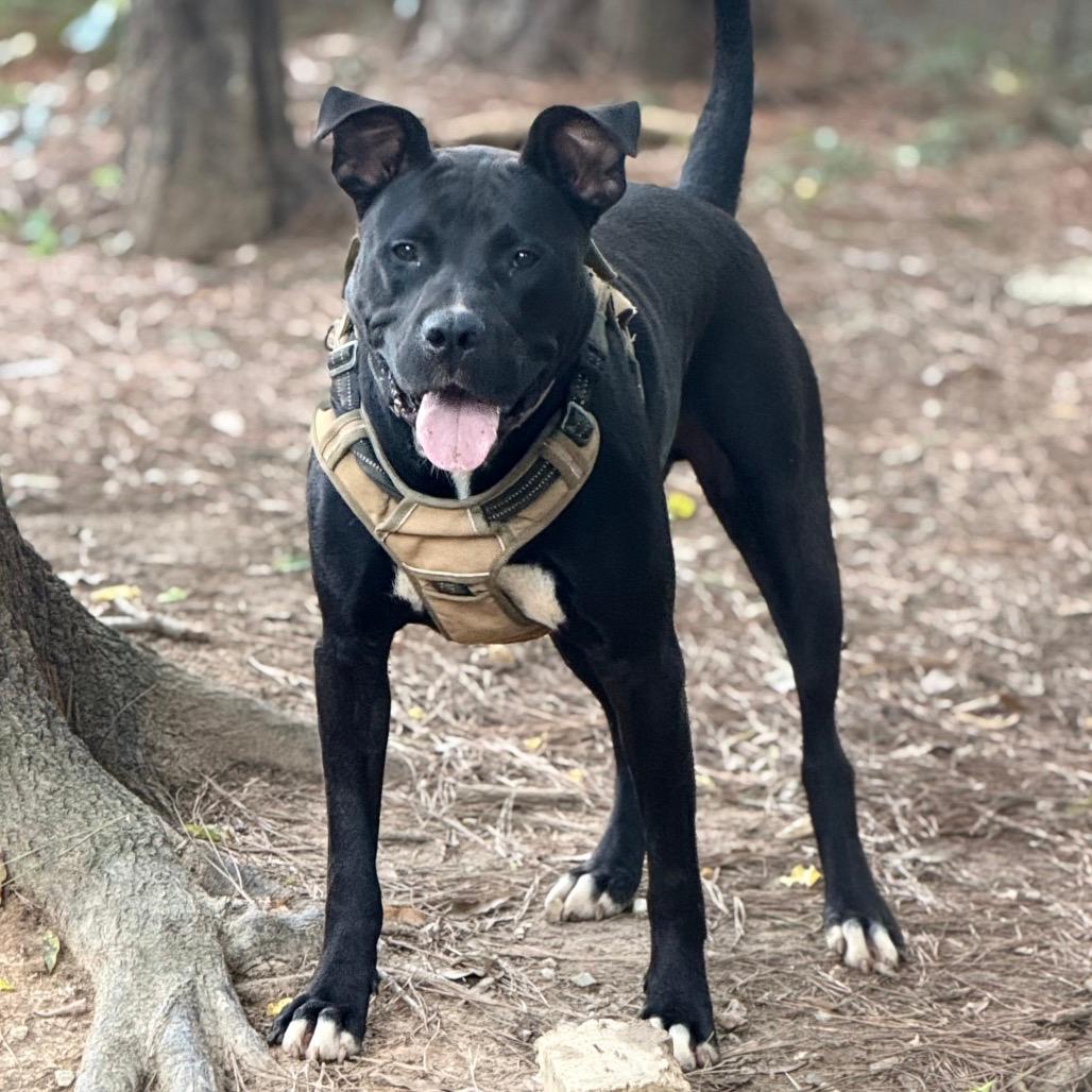 LJ (Adoption Fee SPONSORED!)