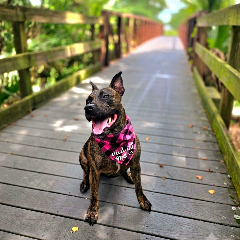Bella