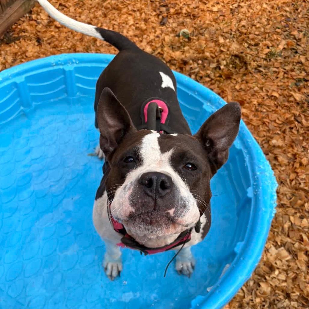 Rosa (Adoption Fee SPONSORED!)