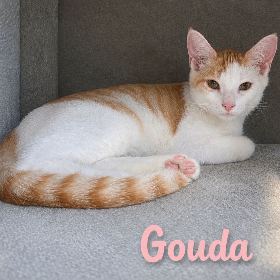 Gouda 