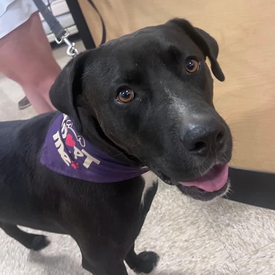 Brownie (Adoption Fee SPONSORED!)