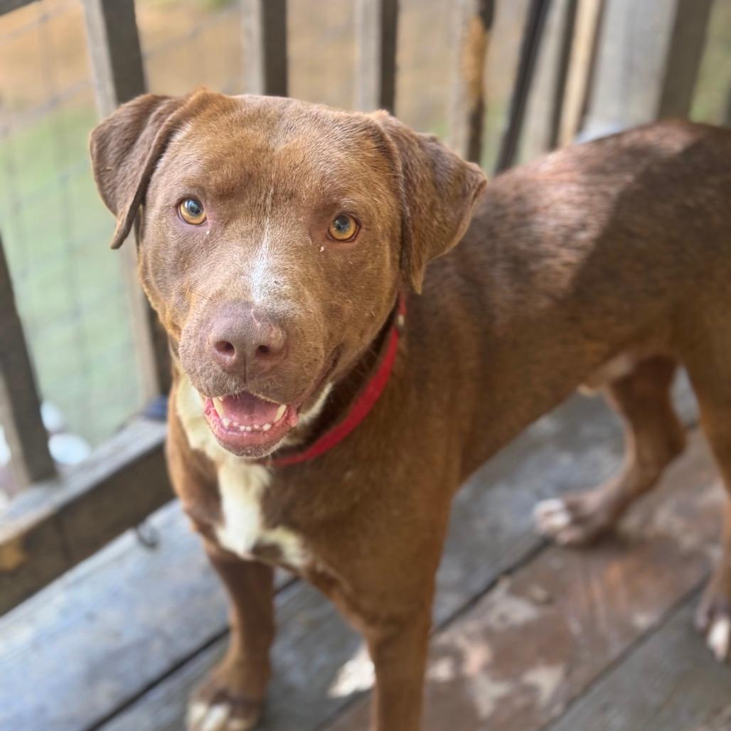 Teddy-Adoption Fee Sponsored!