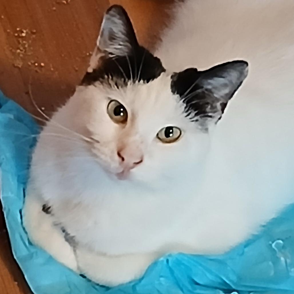 Mooma