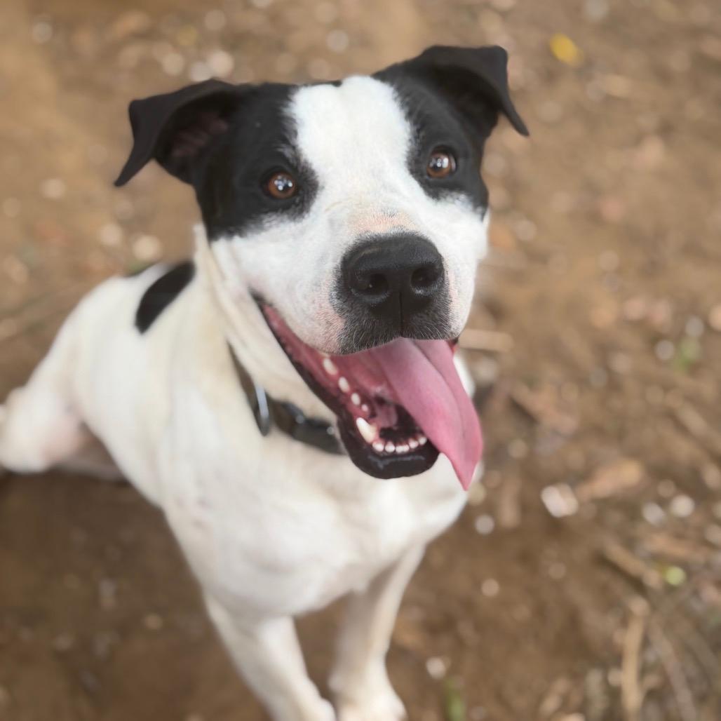 Marshall (Adoption Fee SPONSORED!)