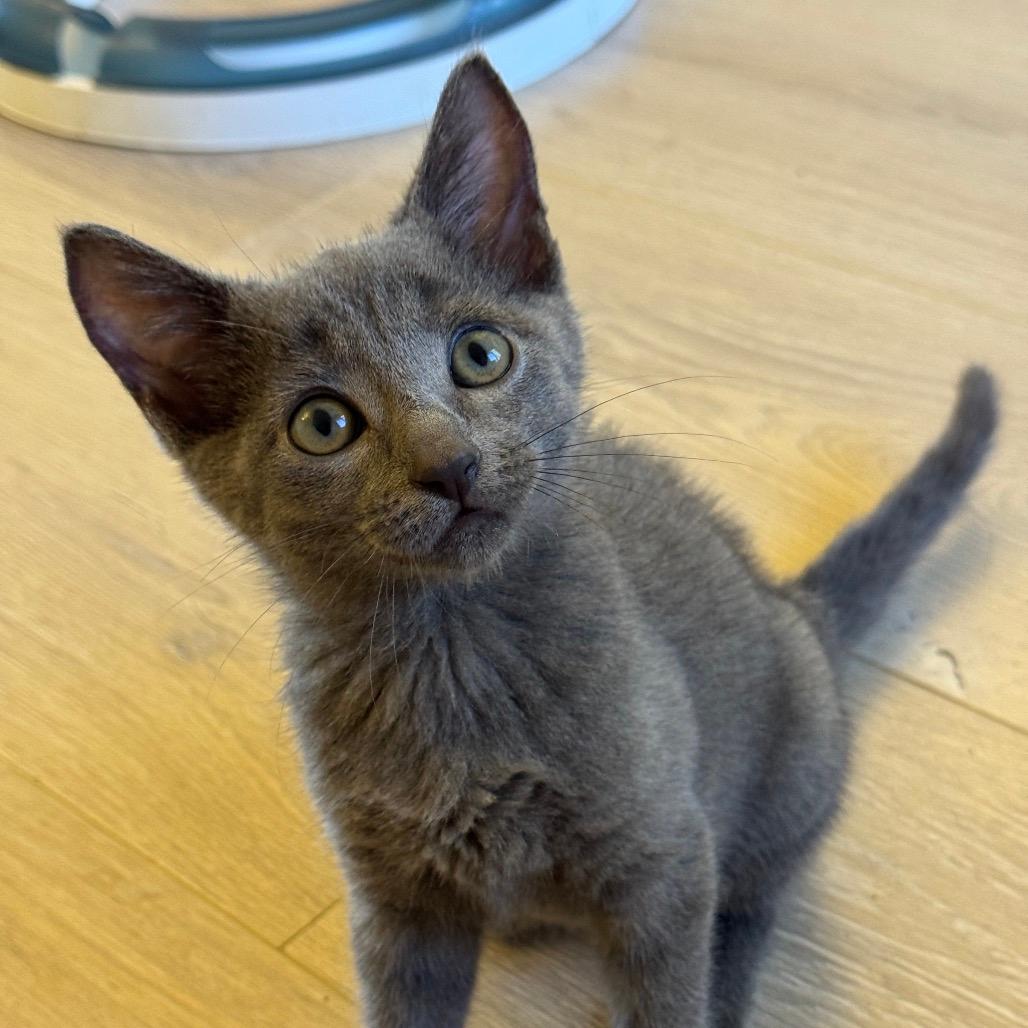Udon (Home adoption)
