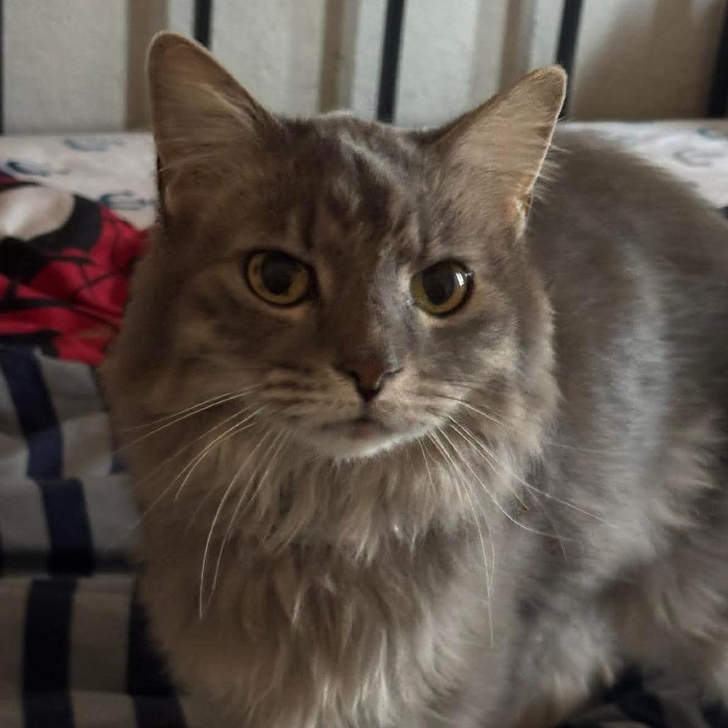 Stella