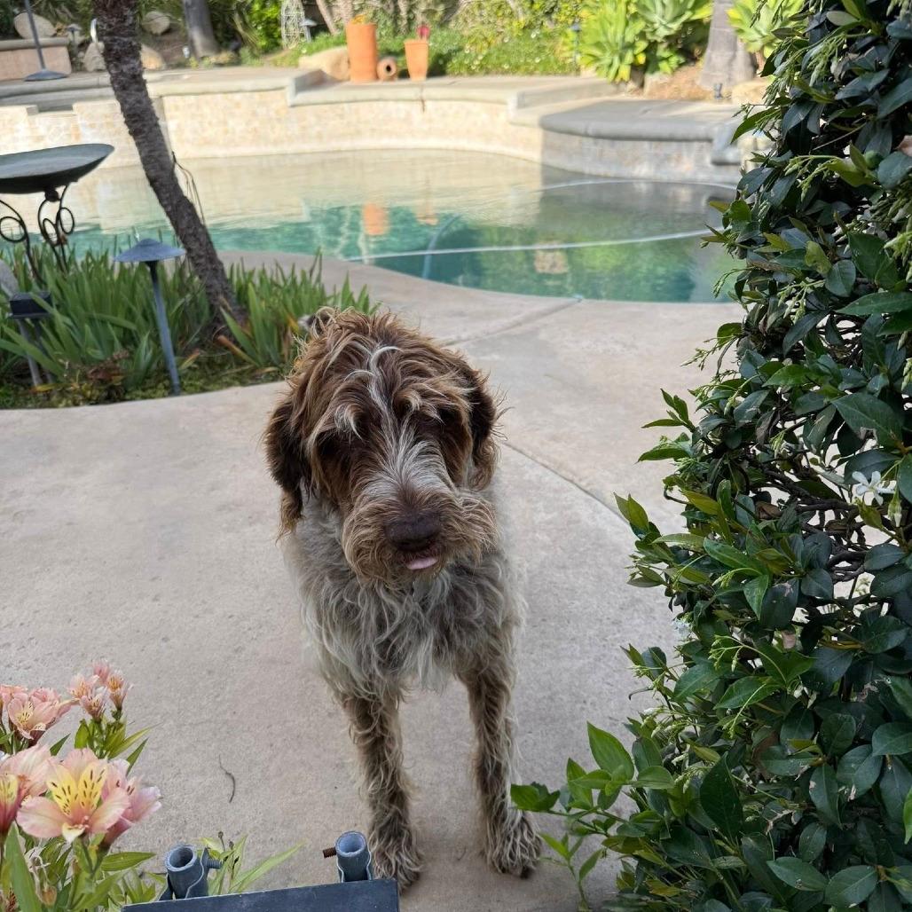 Ike (Upland, California)