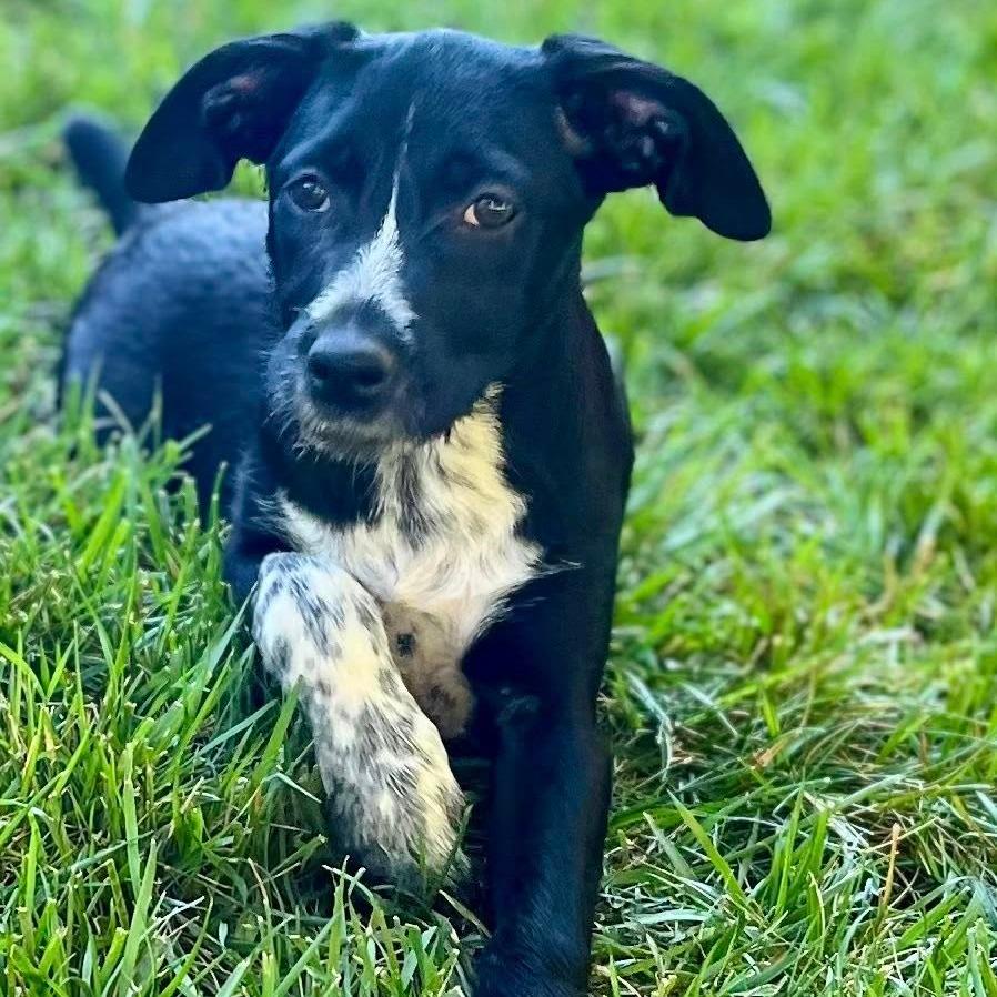 Stella (Candler, North Carolina)