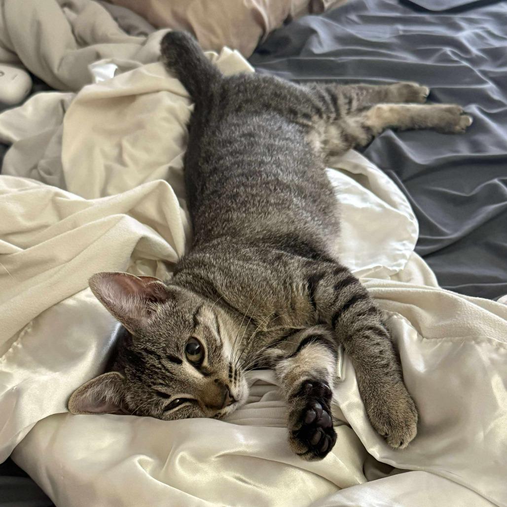 Biscuit