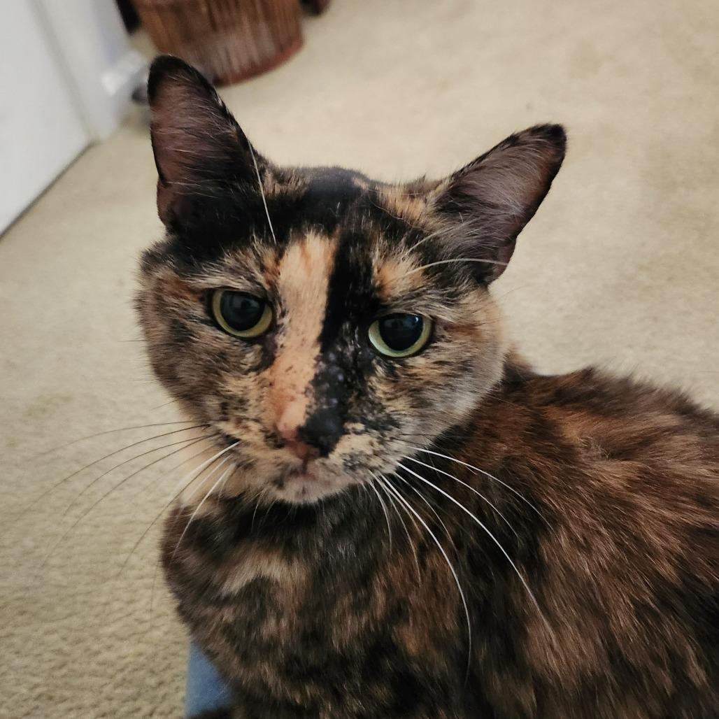 Isabella Tortellini