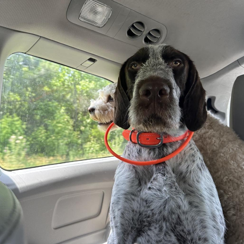 Moose (Carrollton, Virginia)