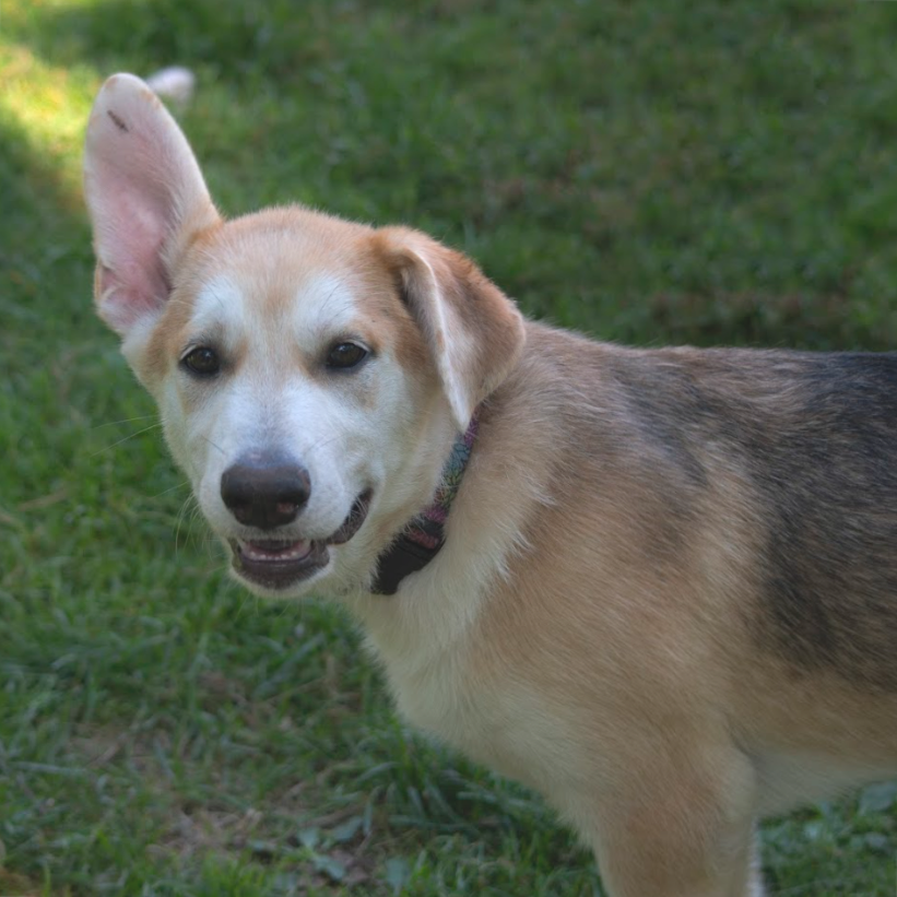 Sawyer