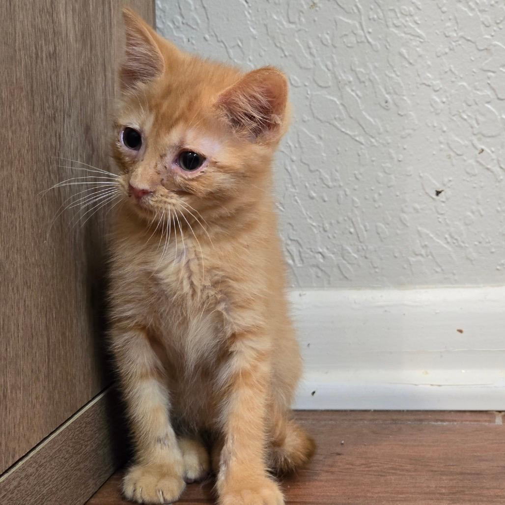 Cheeto