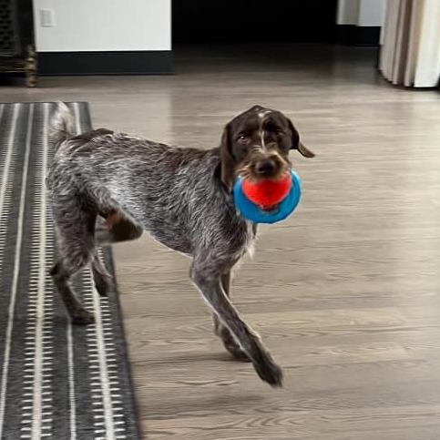Kosmo (Los Angeles, California)