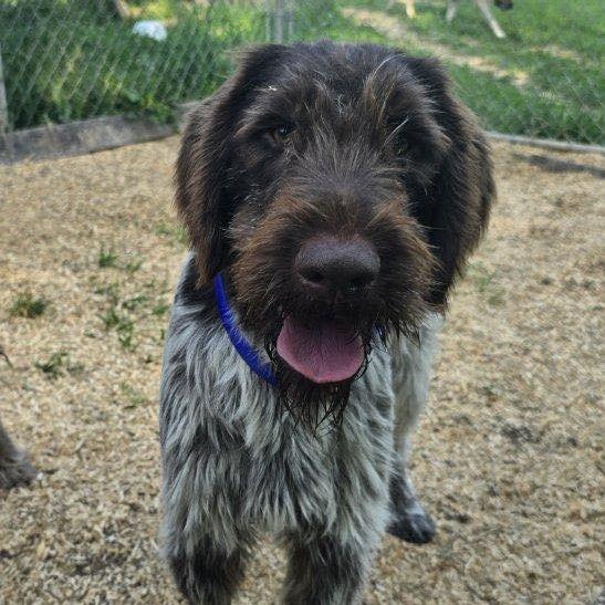 Timber (Wellston, Ohio)