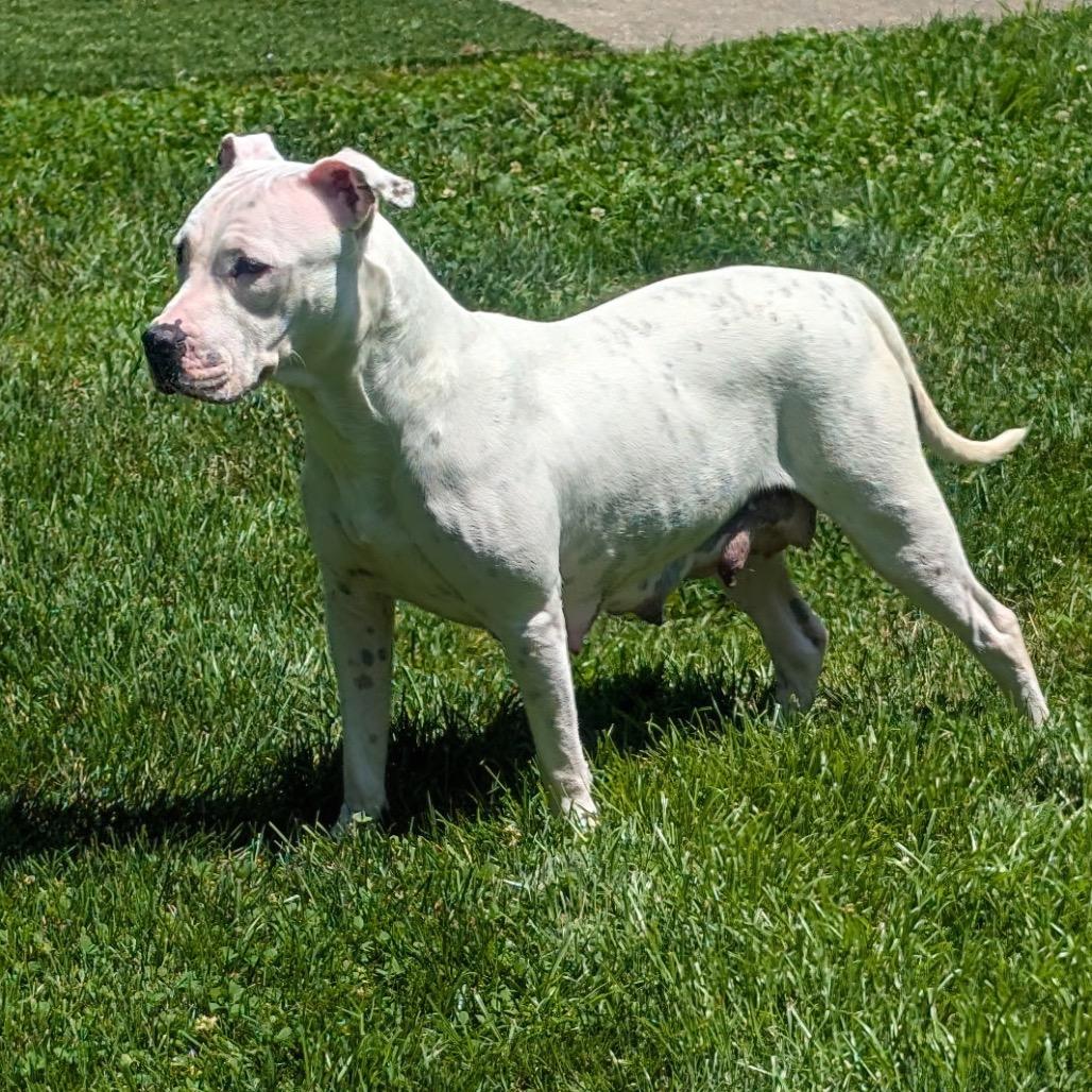 Duchess