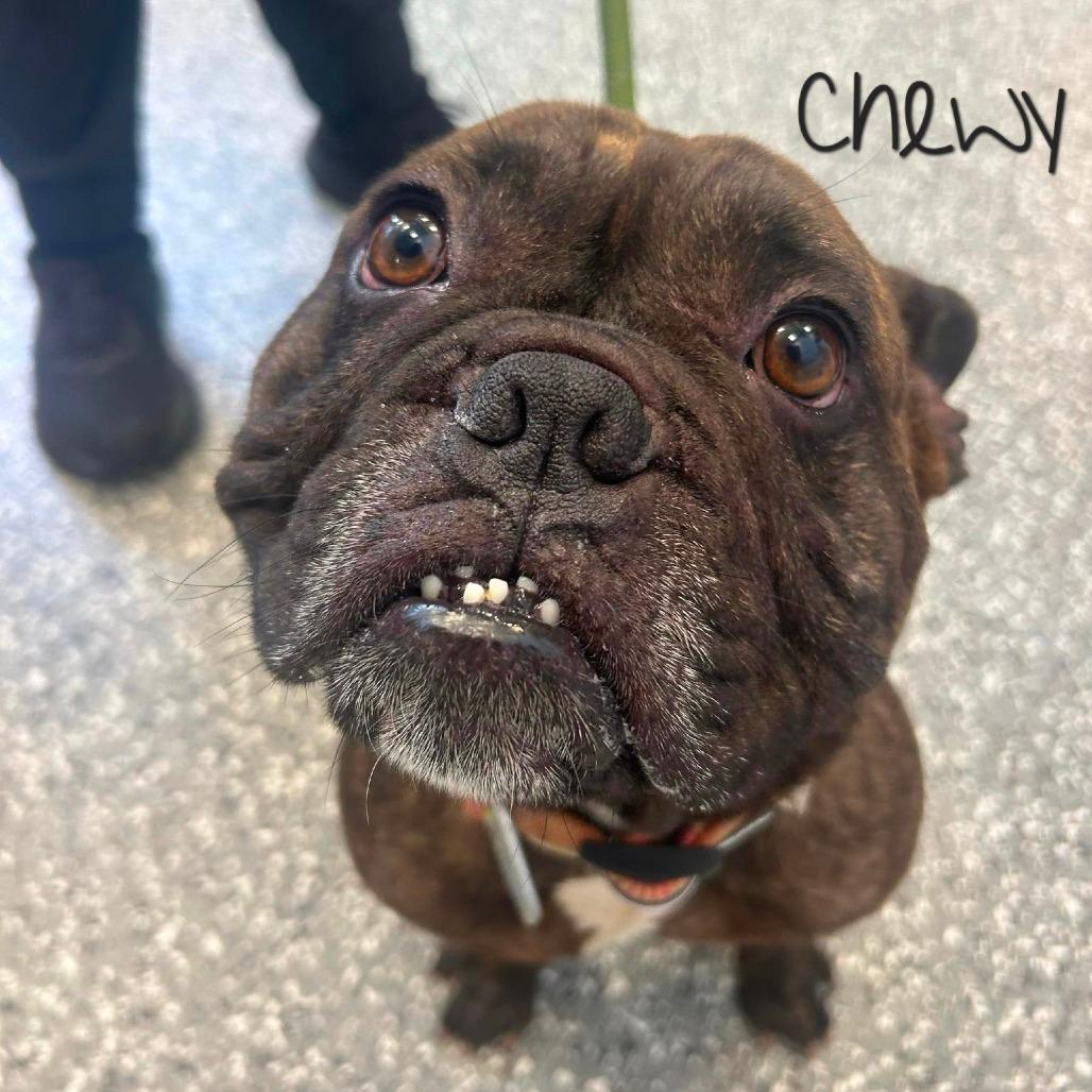 Chewy 