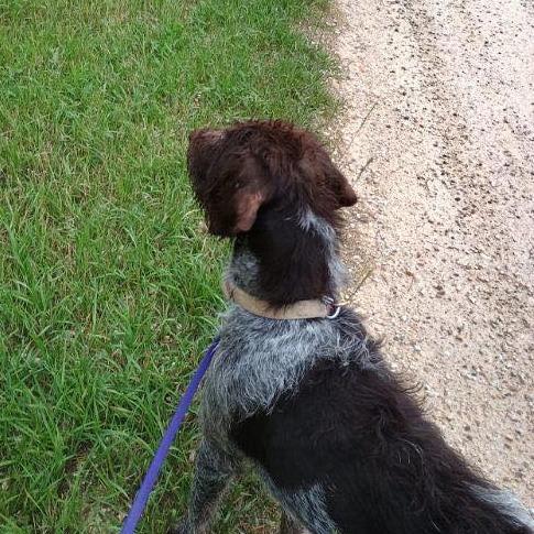 Sam (Custer, South Dakota)