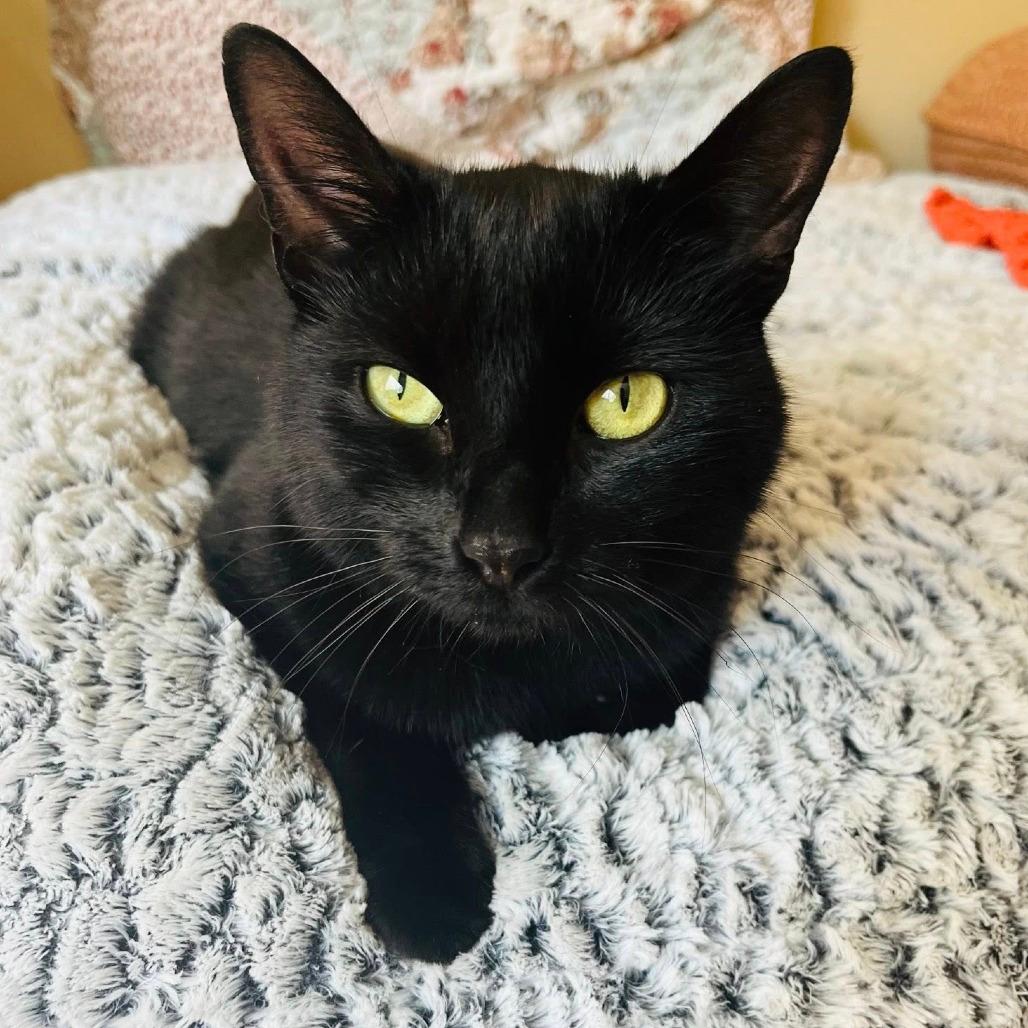 Binx-$199