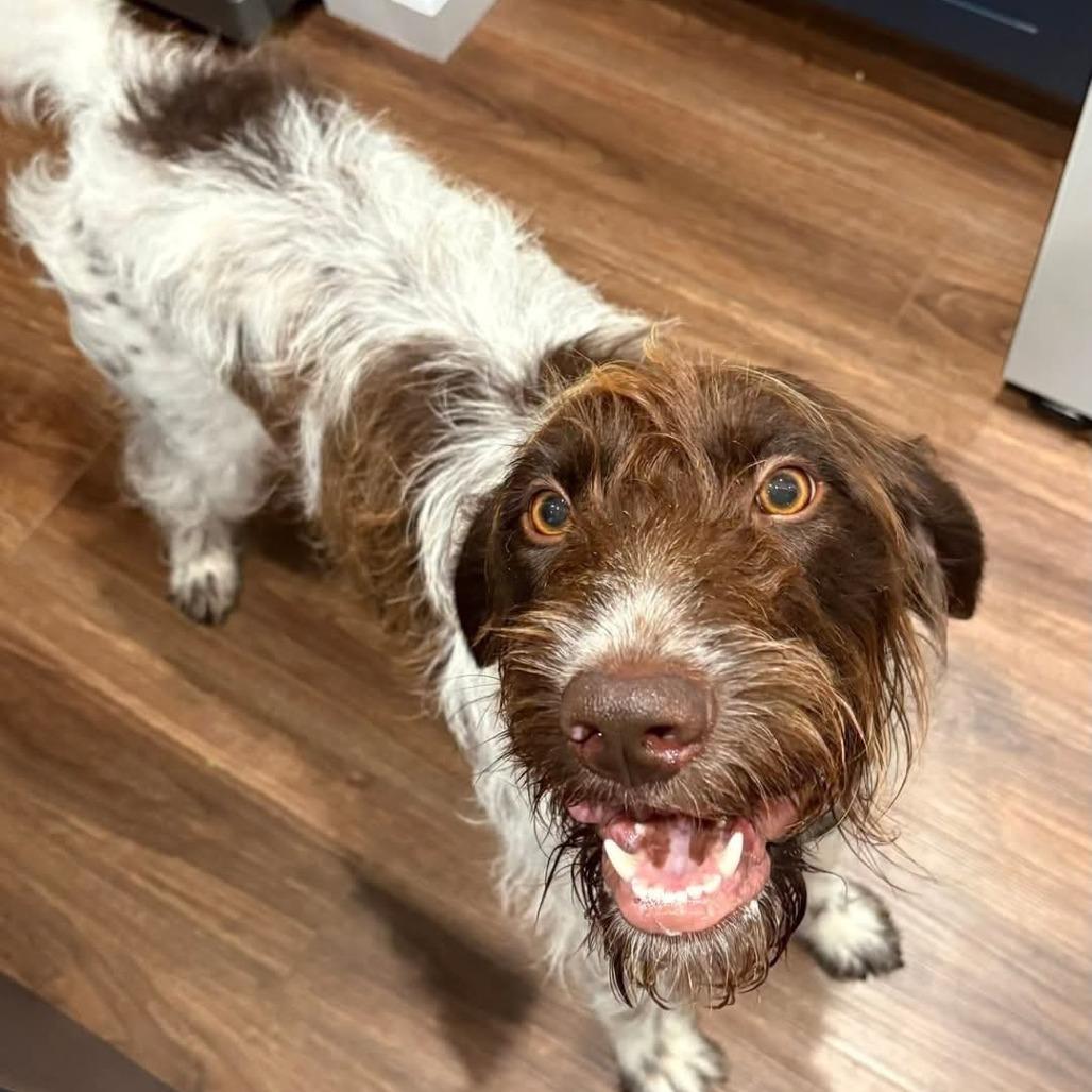 Birdie (O'Fallon, Illinois)