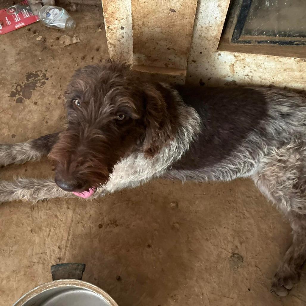 Presley (Kannapolis, North Carolina)