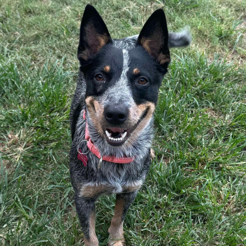 Calliope (Cali)