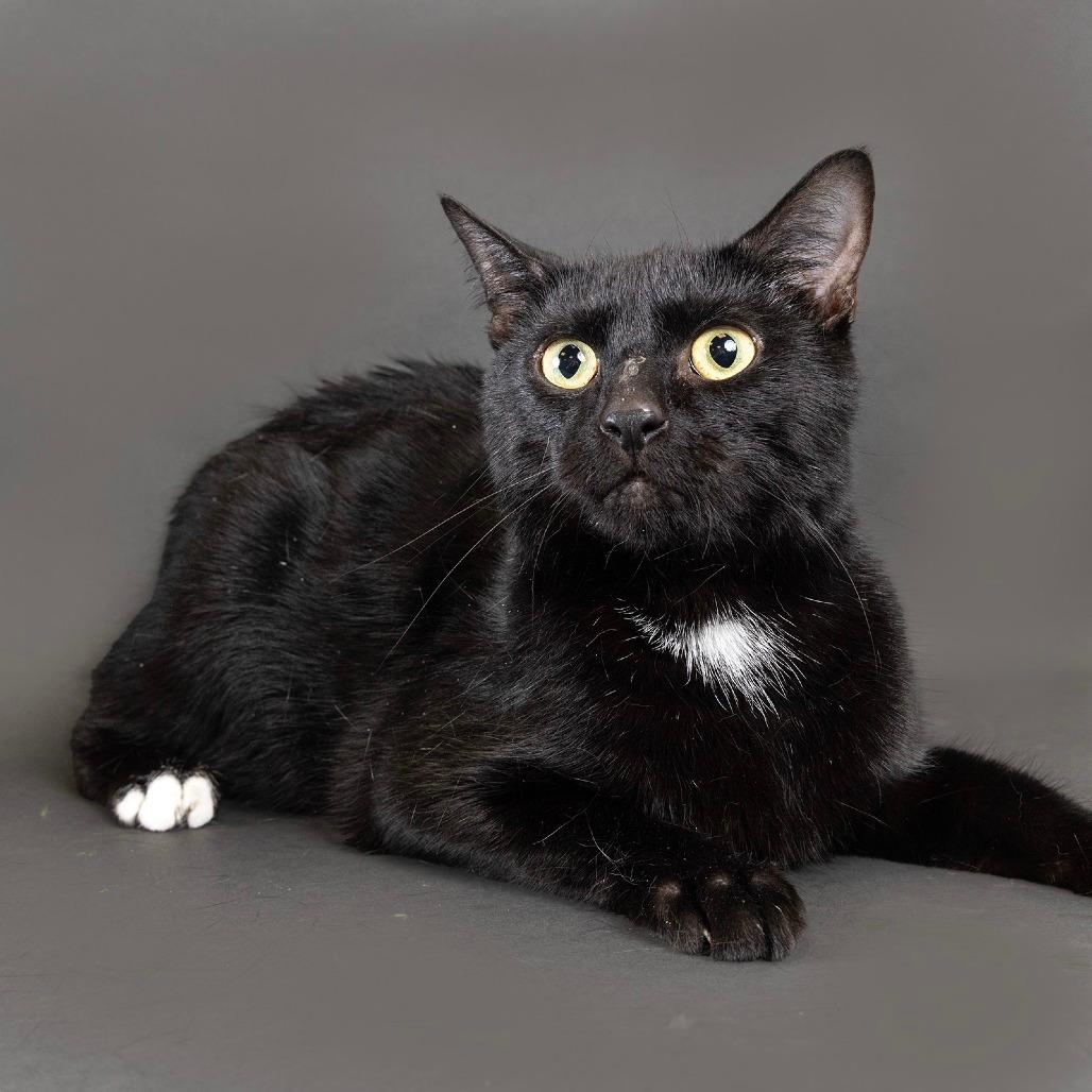 Sylvester 
