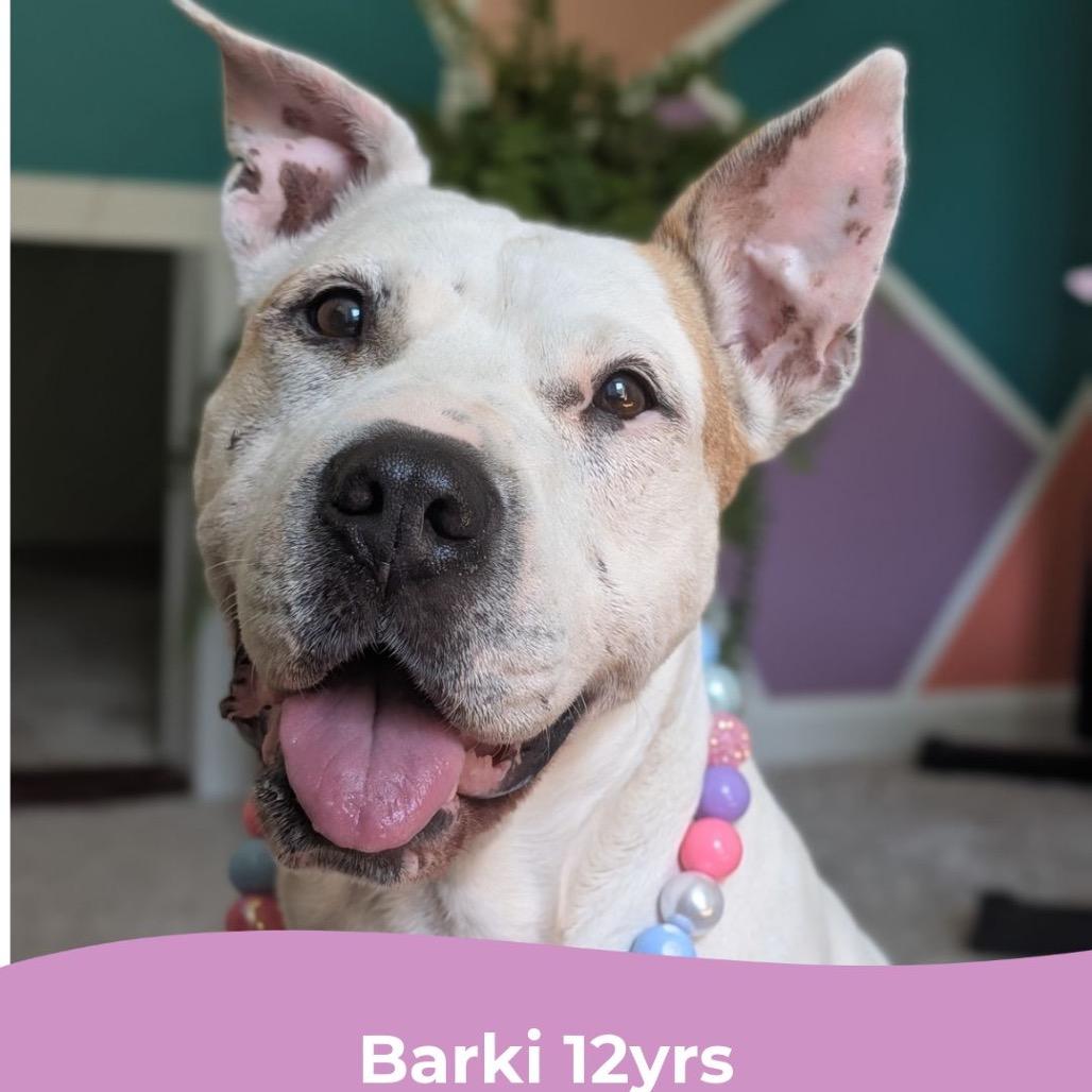 Barki