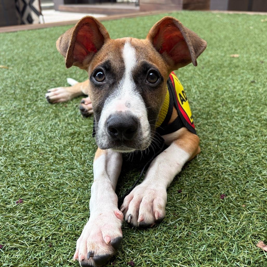 Paolo