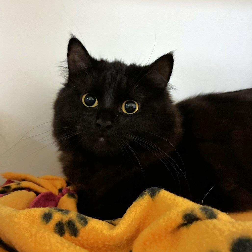 Yzma