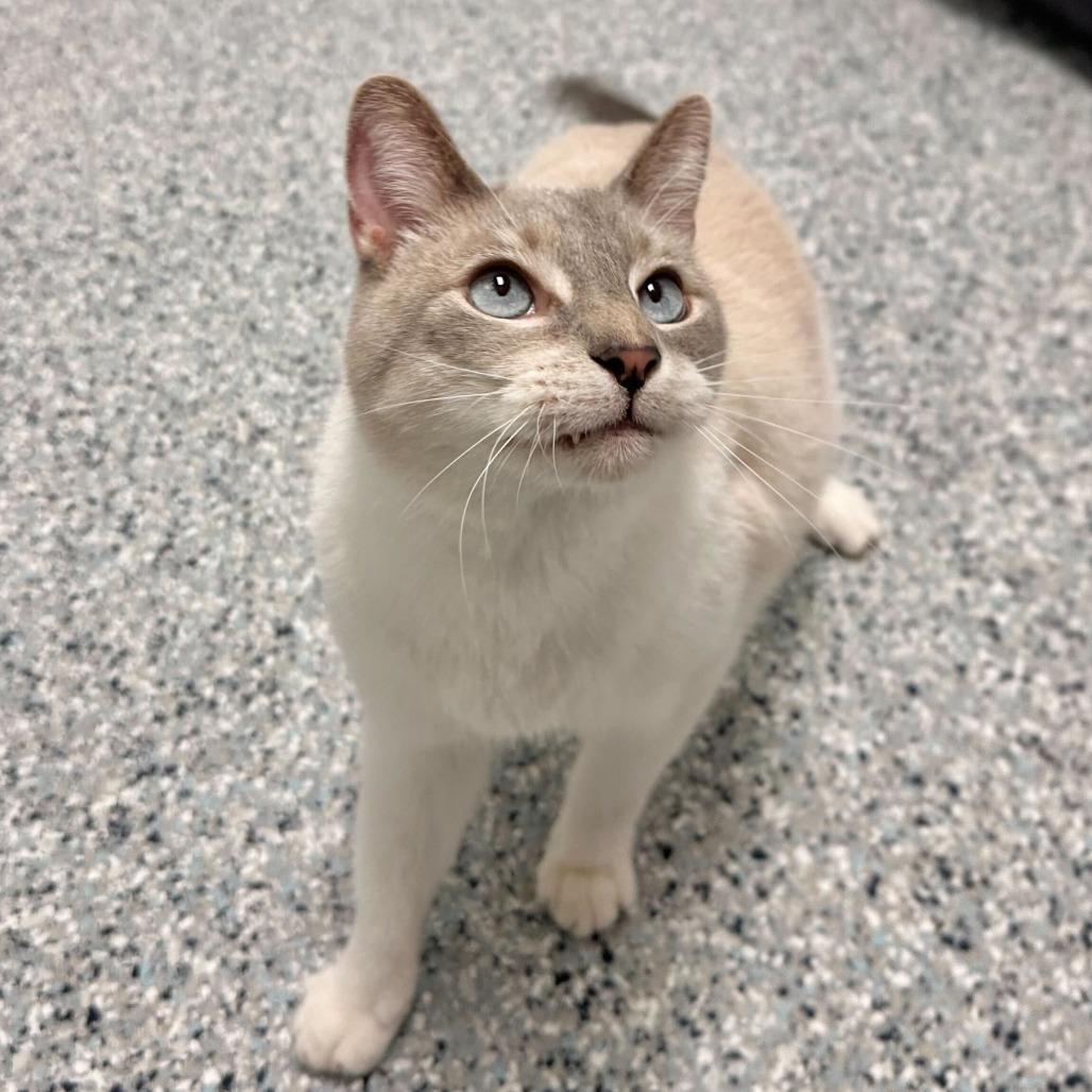 Simon