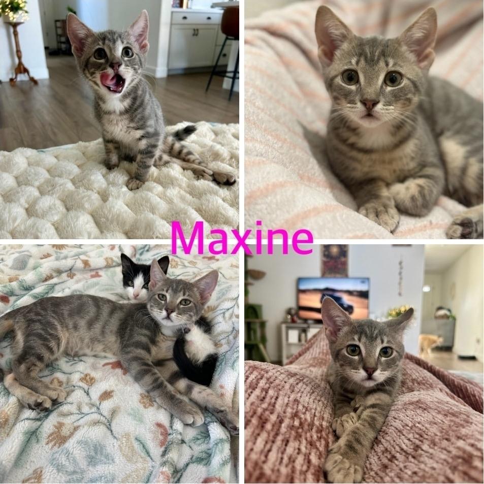 Maxine