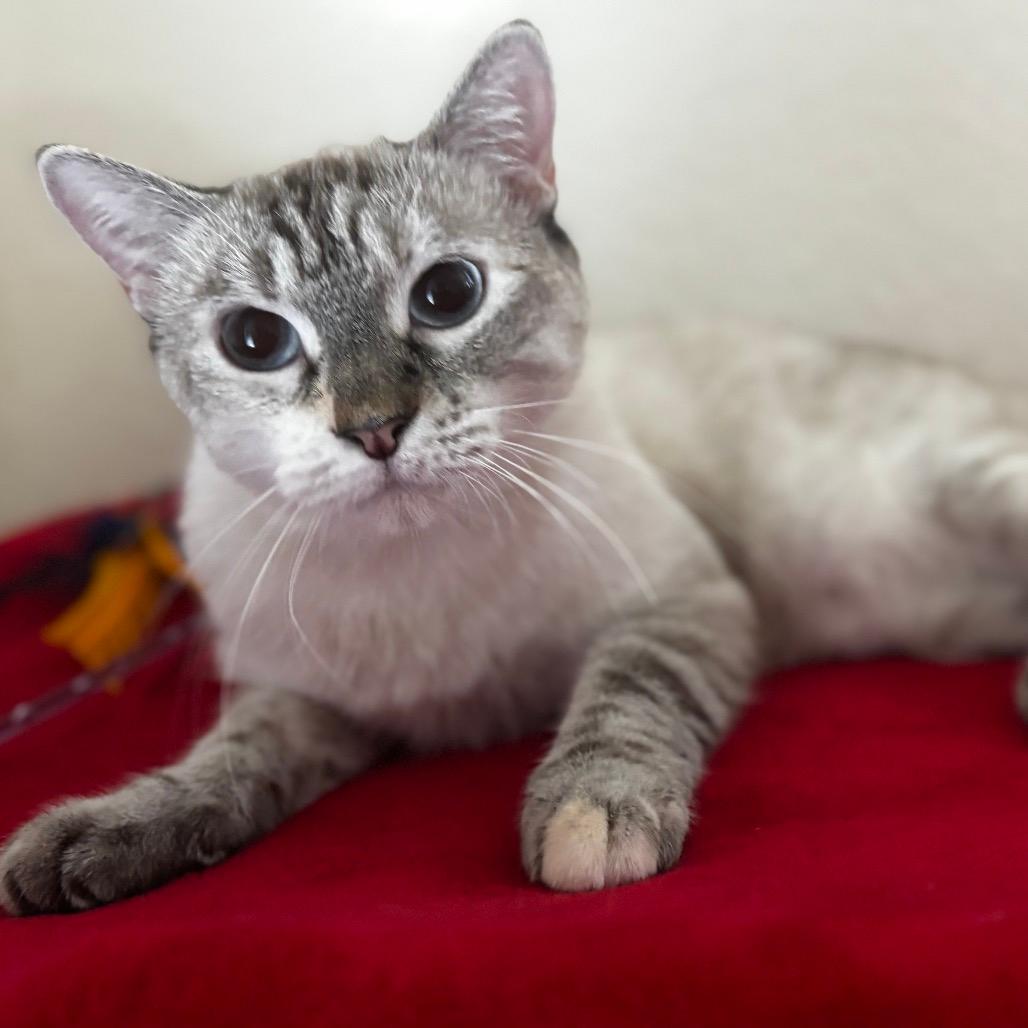 Duchess