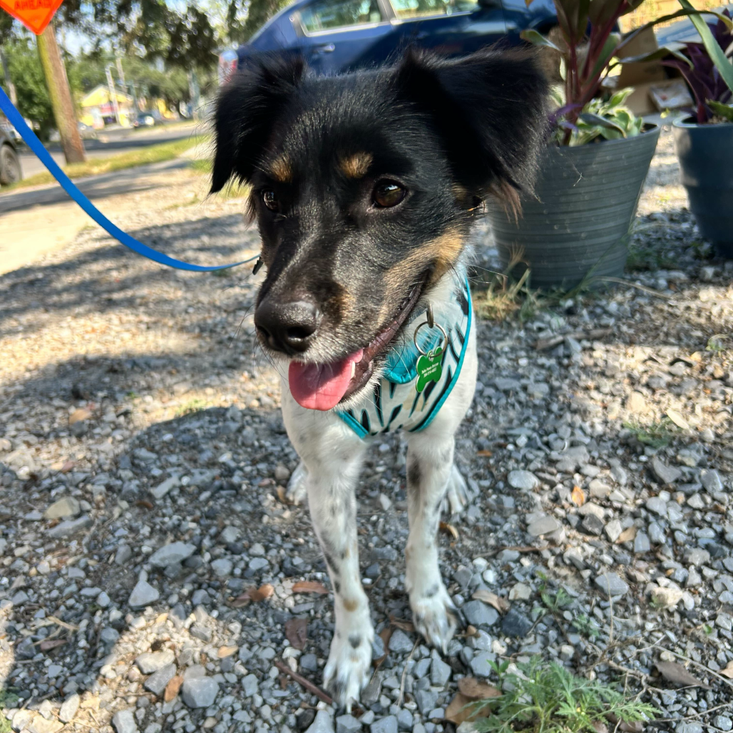 Onyx (Benefactor Dog)