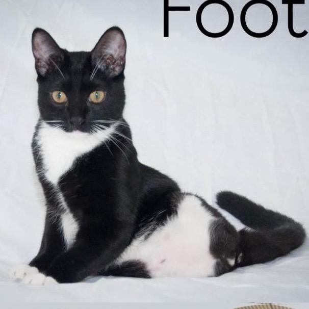 Footy Footless Fred