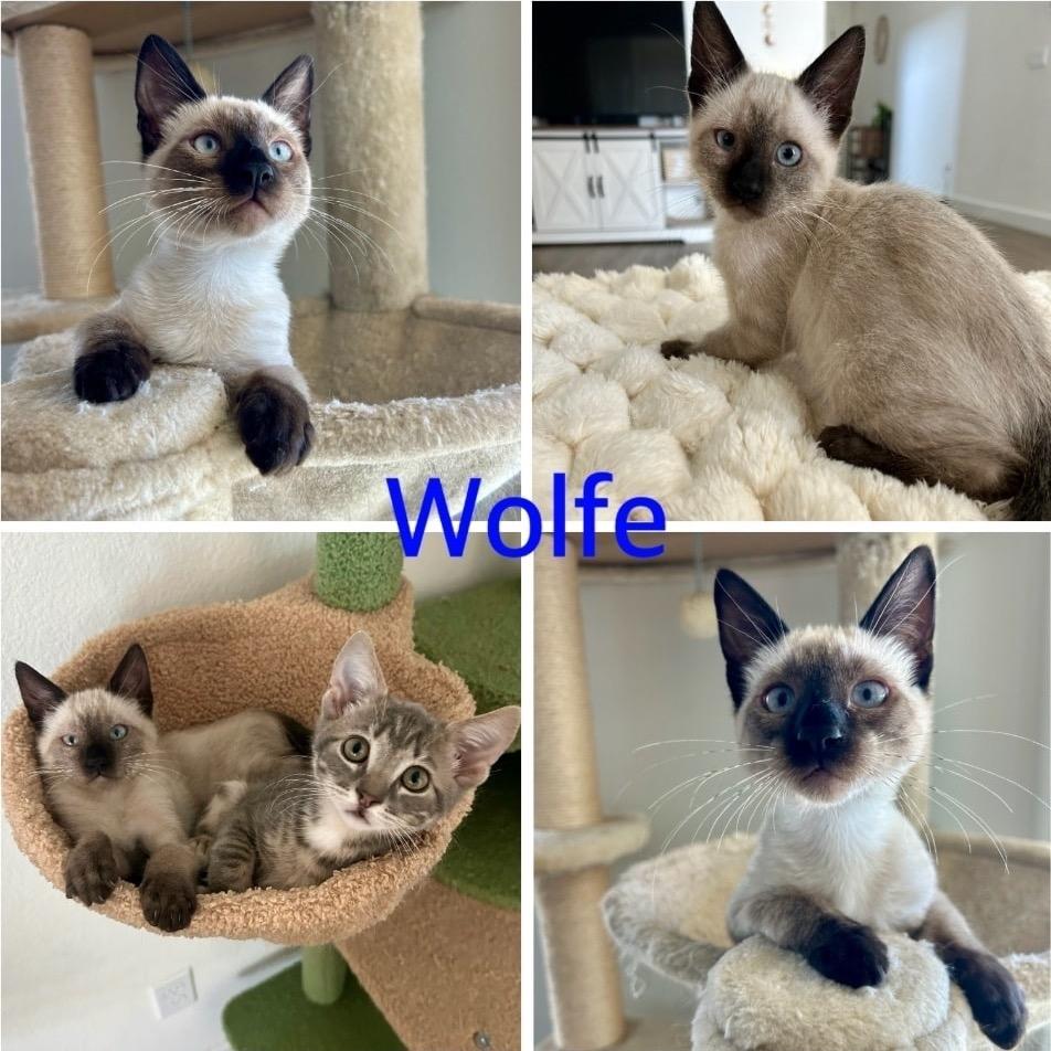 Wolfe