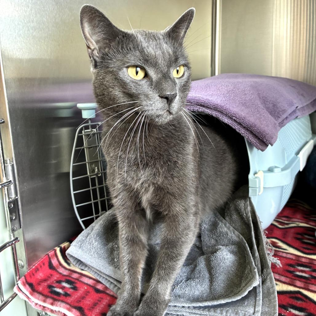 Gray (c2025)