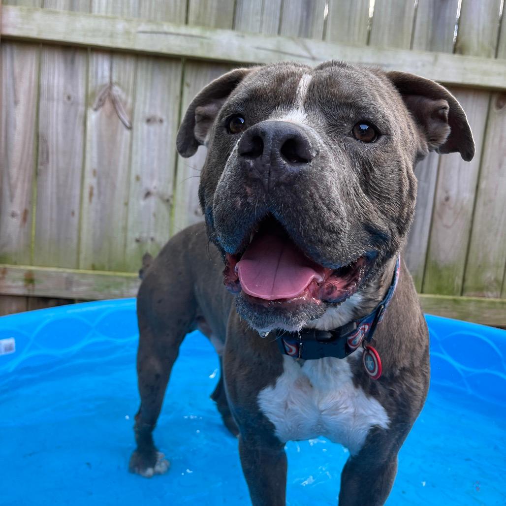 DJ (Adoption Fee SPONSORED!!!)