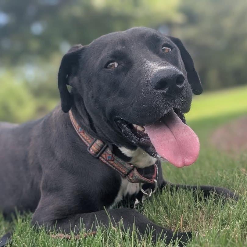 Brownie (Adoption Fee SPONSORED!)