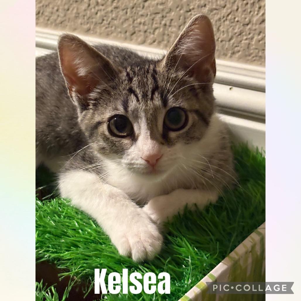 Kelsea