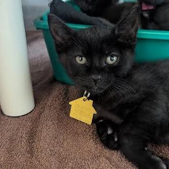 Dickory- Tiny Spirit Kitten