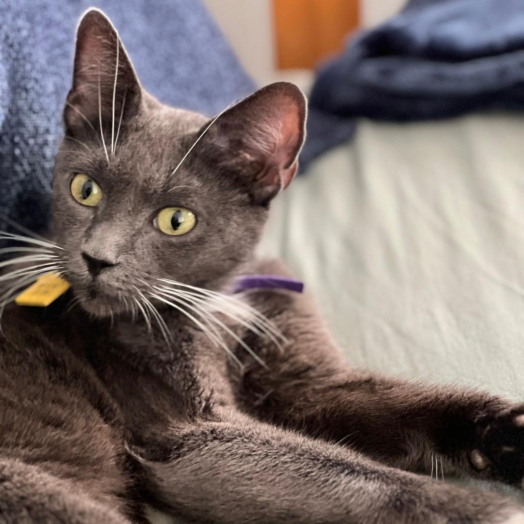 Izzy-In foster