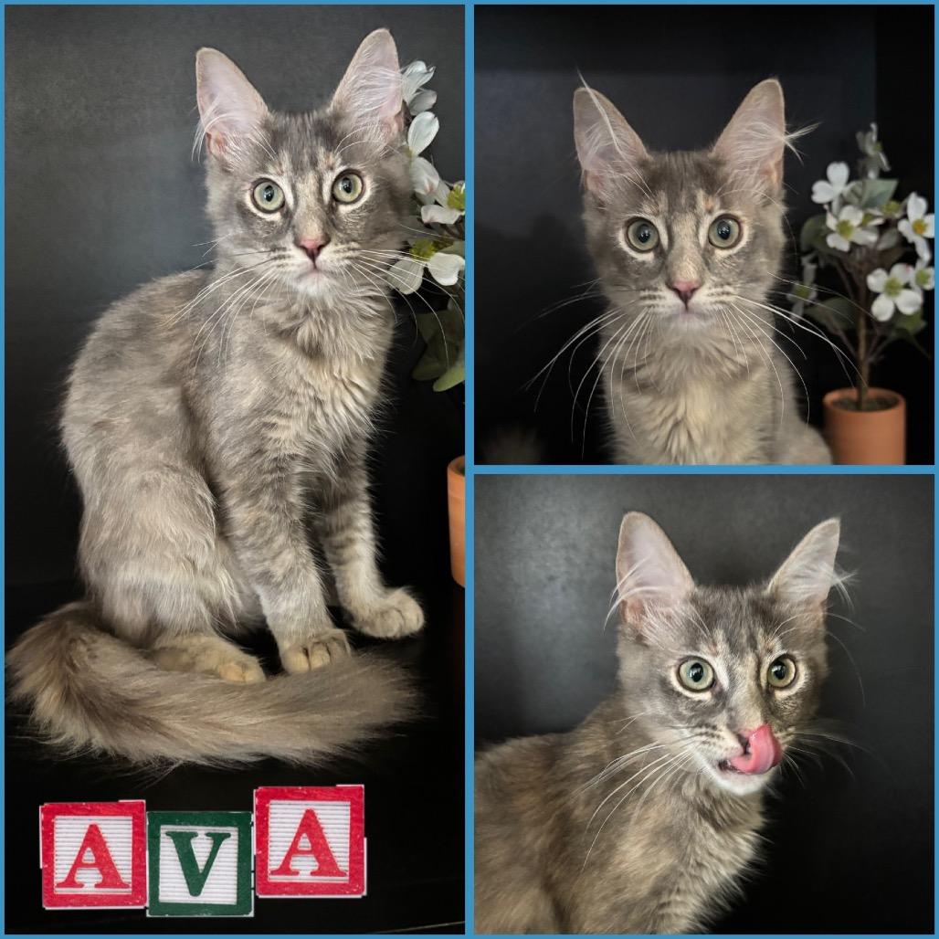 Ava