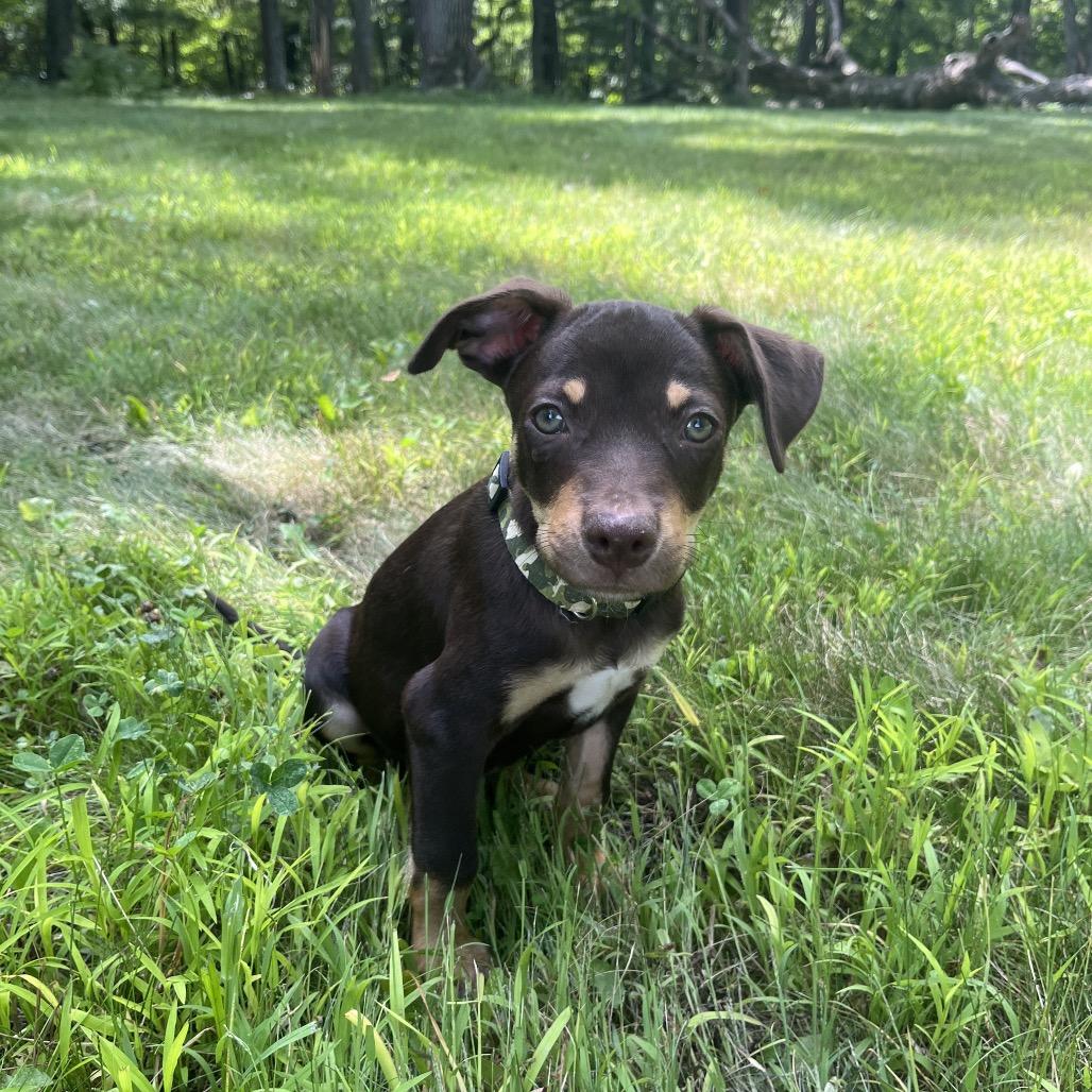 Taz