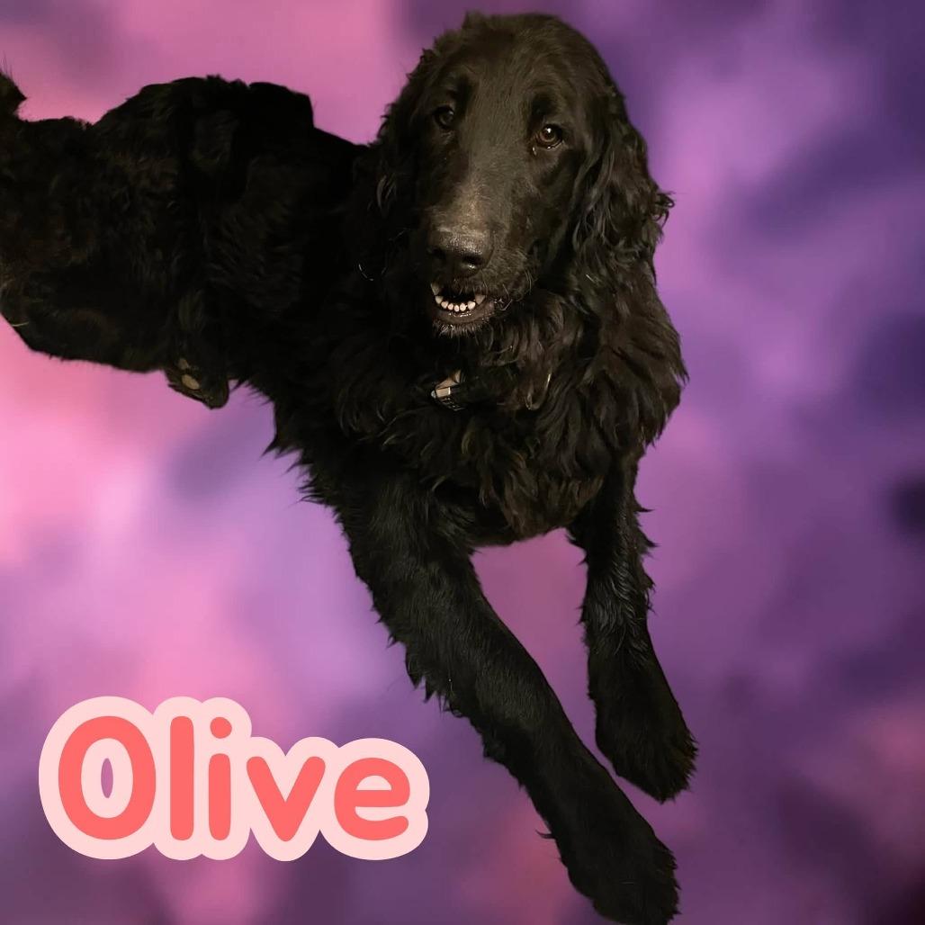 Olive