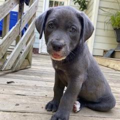 Marcie Sally Pup