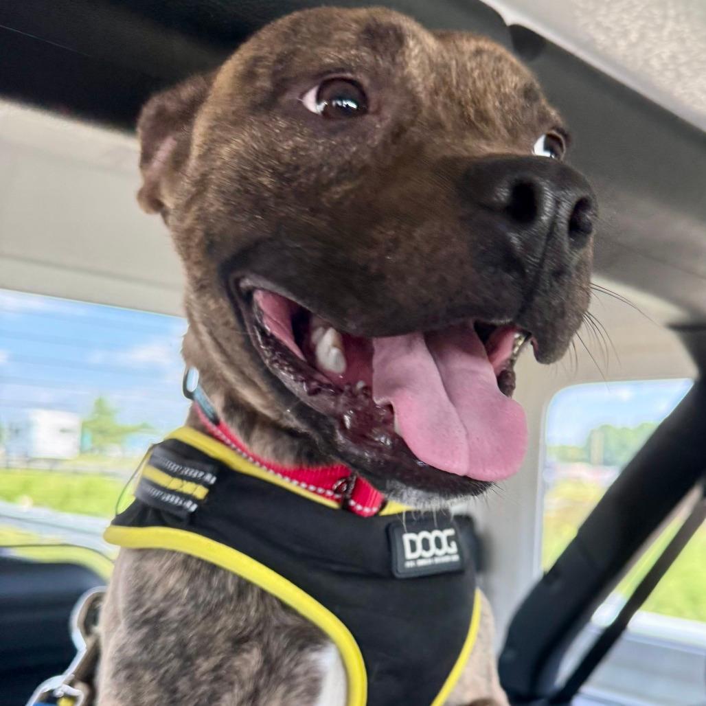 Pumba