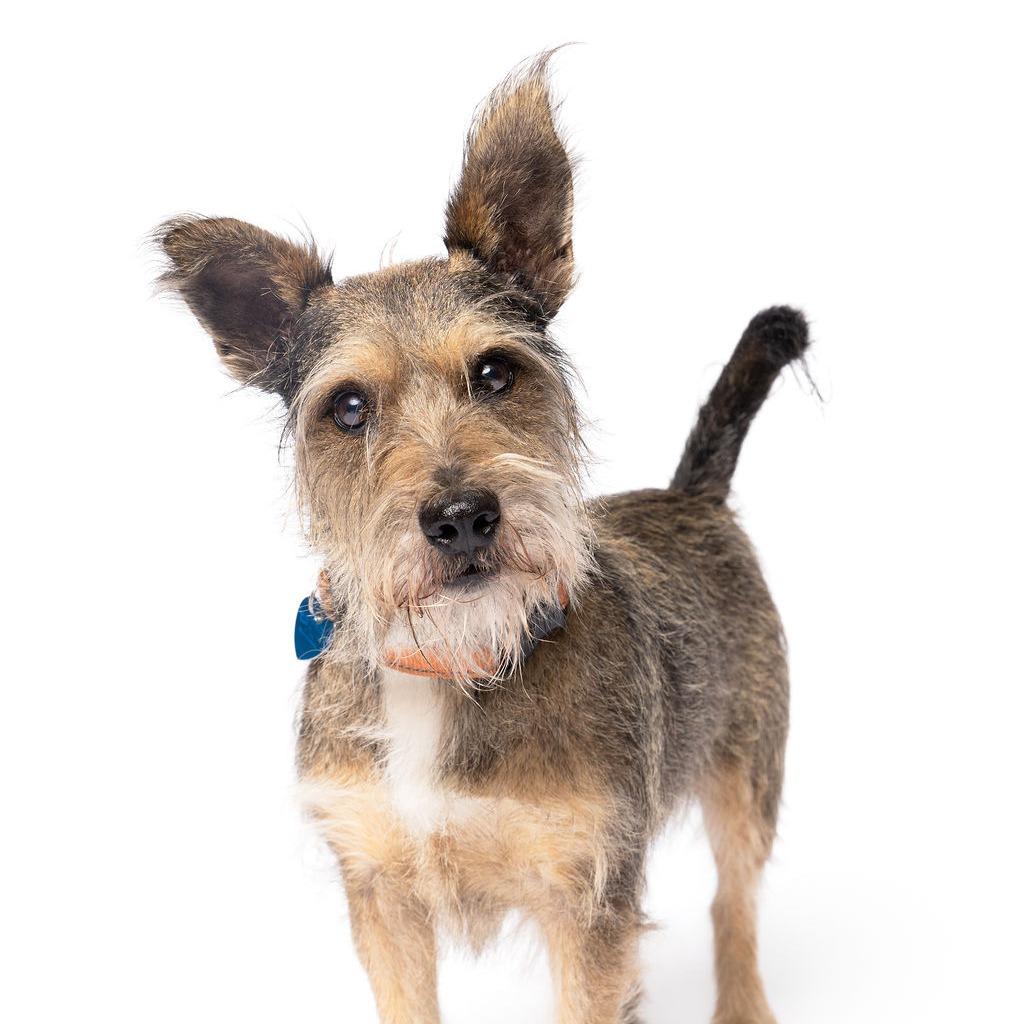 Ringo