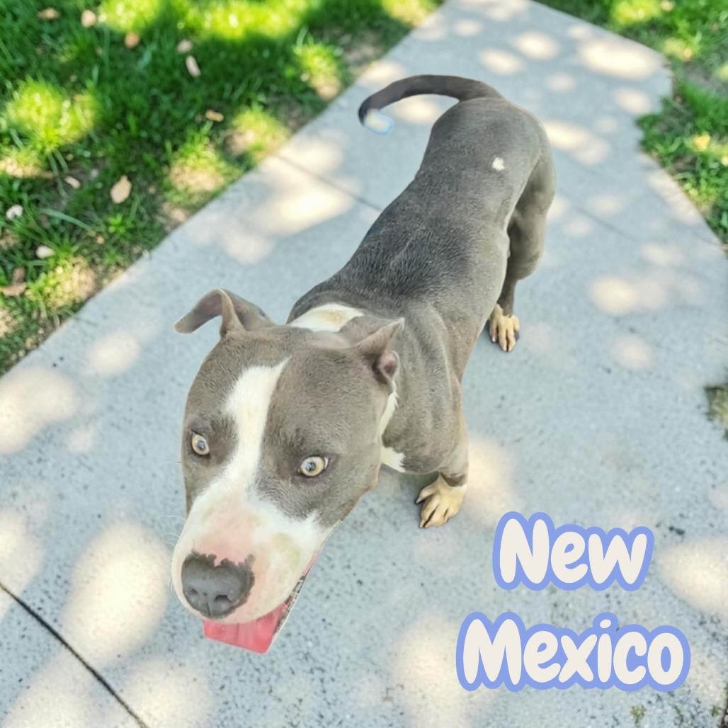 New Mexico